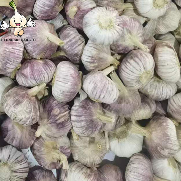 2022 Cheap Wholesale Garlic fresh white garlic in cartons