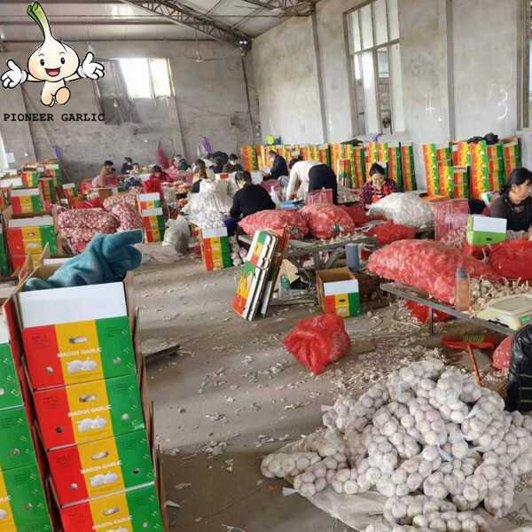 Exportación de ajo original de China a Colombia/2015 ajo de semilla fresca