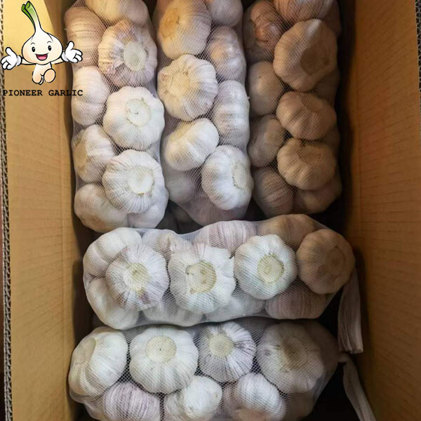 CHINESE GARLIC FRESH CHINESE BEST QUALITY PURE WHITE GARLIC