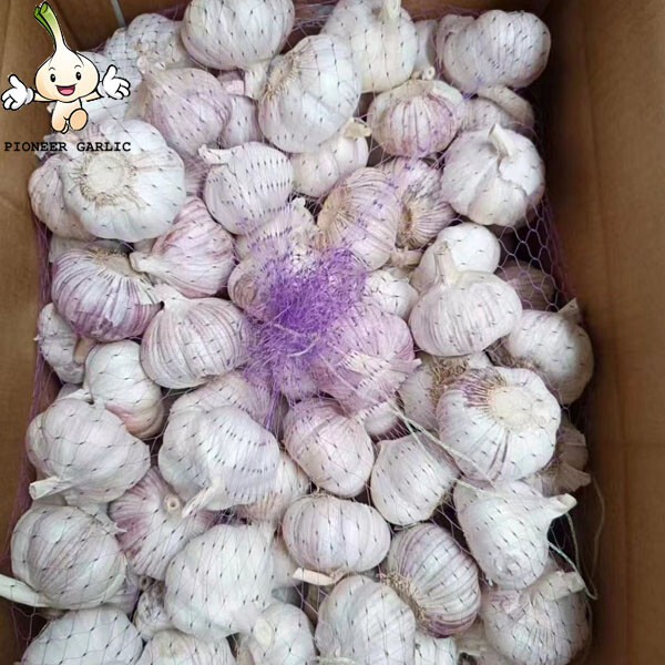 New Crop 4.5cm Normal White Fresh Garlic In 10 kg Box Packing