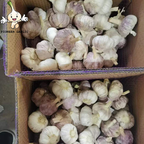 2022 Garlic Normal White Garlic Fresh Garlic dry red Garlic