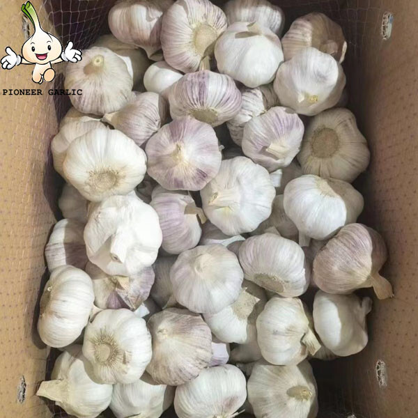 New Crop 5.5cm Normal White Fresh Garlic In 10 kg Box packing