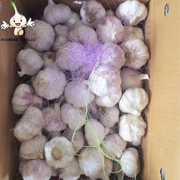 New Crop 5.5cm Normal White Fresh Garlic In 10 kg Box packing