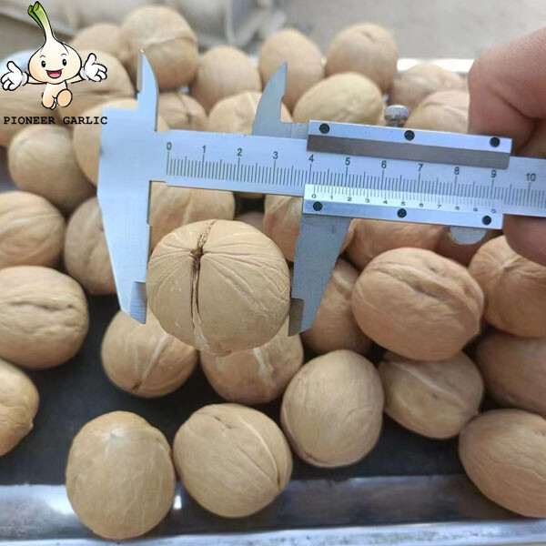 Venta al por mayor de nueces blancas orgánicas naturales de primer grado con cáscara / granos de nueces crudas a granel / nueces y granos