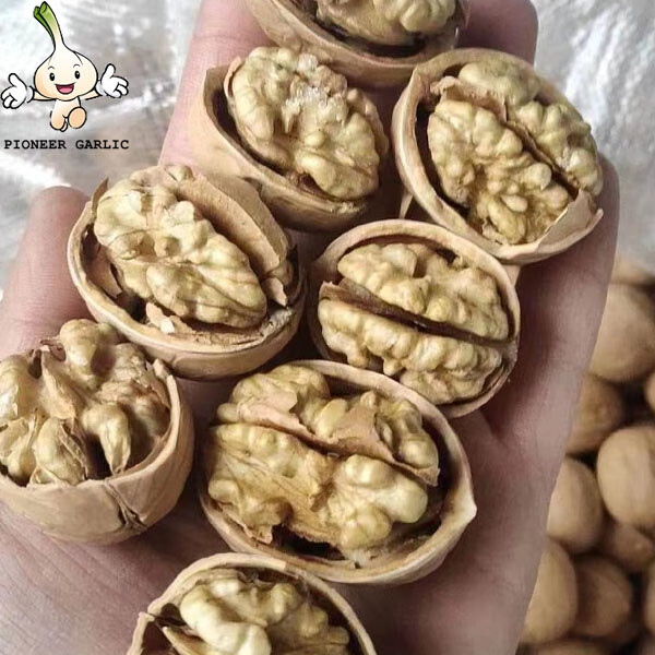 Nueces de China / precio de venta al por mayor de fábrica a granel 33 Xin 2 nueces con cáscara y granos de nuez