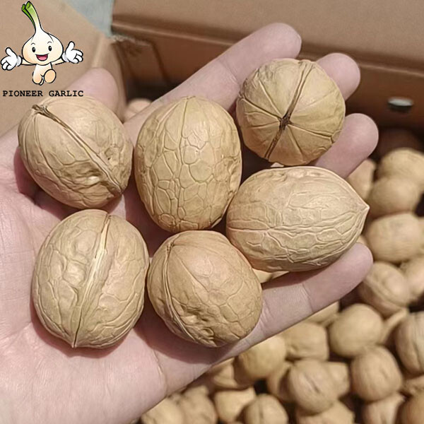 Fábrica de cultivos Nuez con cáscara Xinjiang Papel Nuez Nueces 33