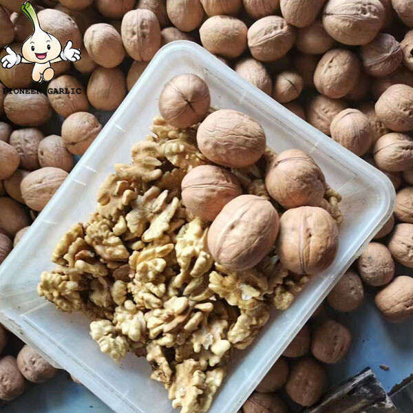 Nueces de China / precio de venta al por mayor de fábrica a granel 33 Xin 2 nueces con cáscara y granos de nuez