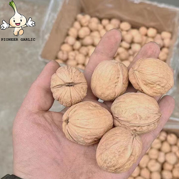 Venta al por mayor de nueces blancas orgánicas naturales de primer grado con cáscara / granos de nueces crudas a granel / nueces y granos