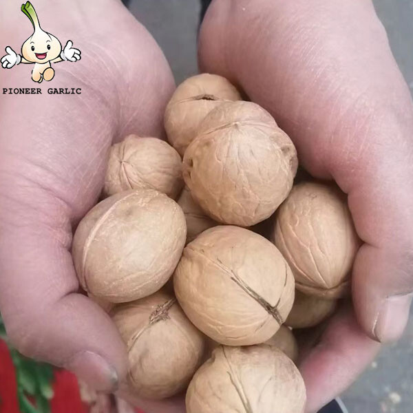 Nueces orgánicas naturales sin sal/ nueces frescas con cáscara gran adición a cualquier dieta/ nuez china