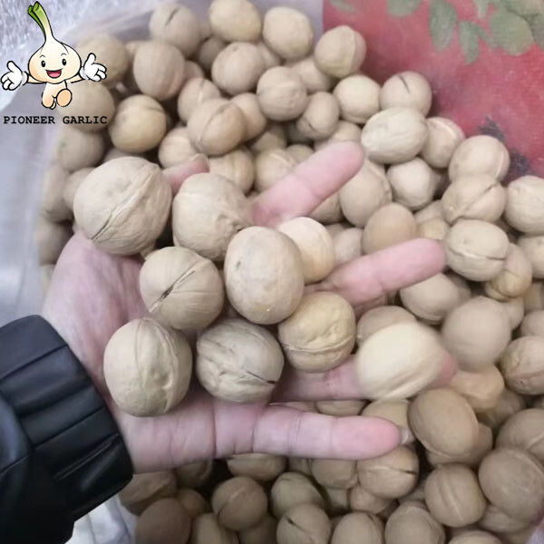 Producto al por mayor vendedor caliente de China/ nueces orgánicas de cáscara fina de alta nutrición