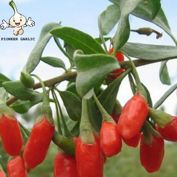 Bayas de goji secas a granel/Ningxia goji/bayas de goji al por mayor