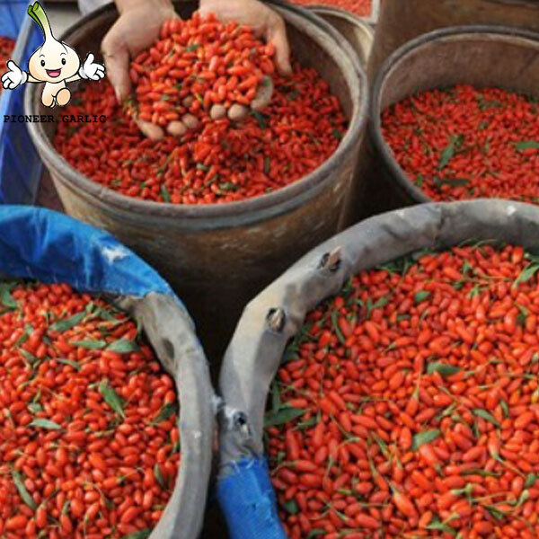 Productos de frutas saludables al por mayor/bayas de goji rojas secas chinas 500g en cajas