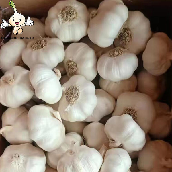 Garlic 5cm jinxiang white garlic with root The fresh pure white garlic with root