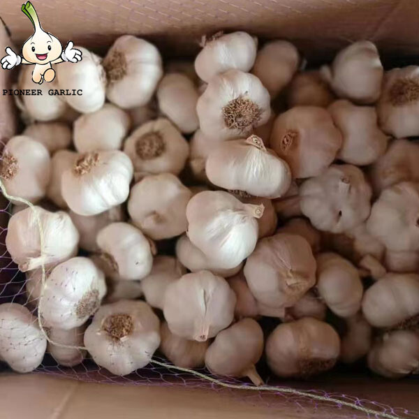 Garlic 5cm jinxiang white garlic with root The fresh pure white garlic with root