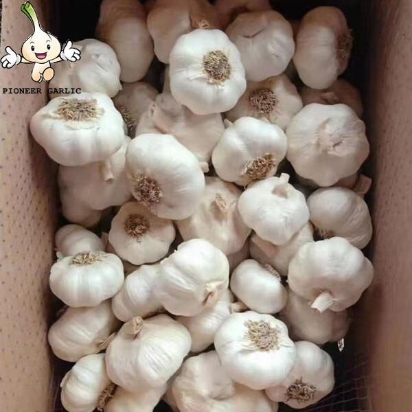 Garlic 5cm jinxiang white garlic with root The fresh pure white garlic with root