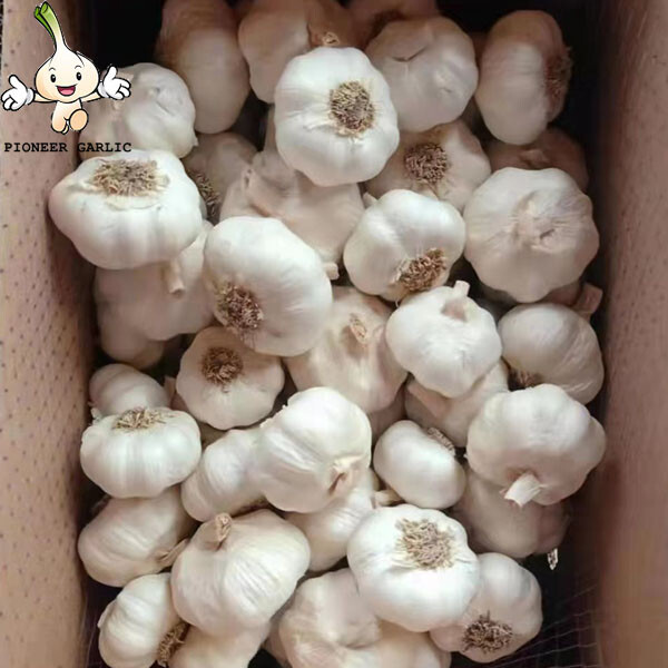 New fresh white natural garlic China Wholesale Fresh Pure White Garlic with root