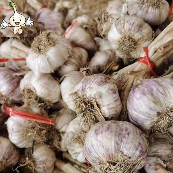 Nuevo Ajo Blanco Fresco de bolsa de malla de 20 kg Productor de Ajo Ajo Blanco Puro Fresco con raíz