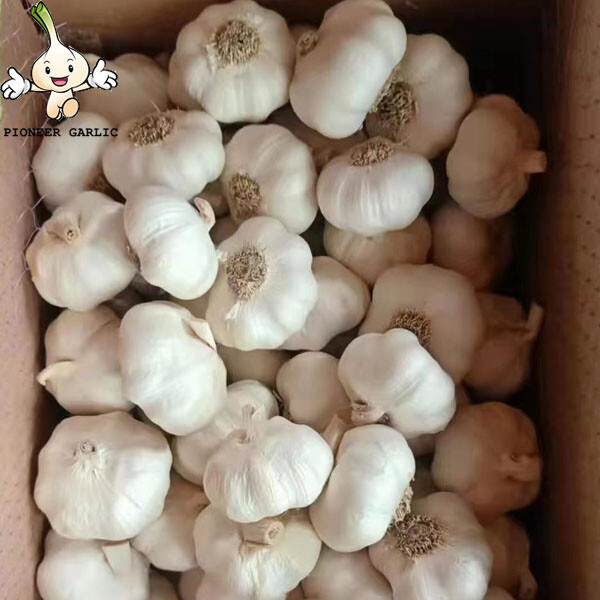 New Fresh White Garlic of 20kg mesh bag Garlic Producer Pure White Fresh Garlic with root