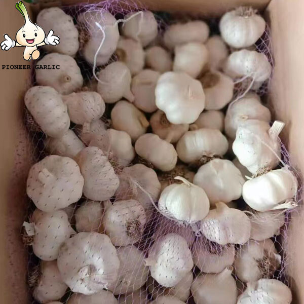 New Fresh White Garlic of 20kg mesh bag Garlic Producer Pure White Fresh Garlic with root