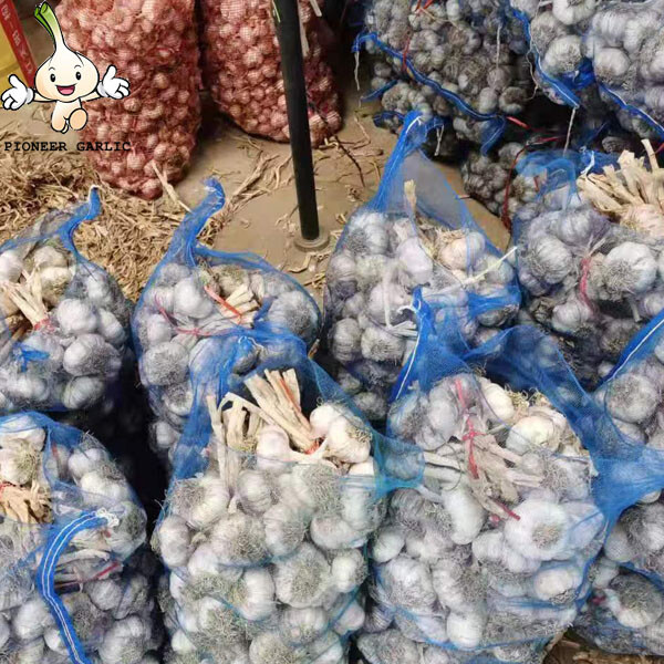 New Fresh White Garlic of 20kg mesh bag Garlic Producer Pure White Fresh Garlic with root