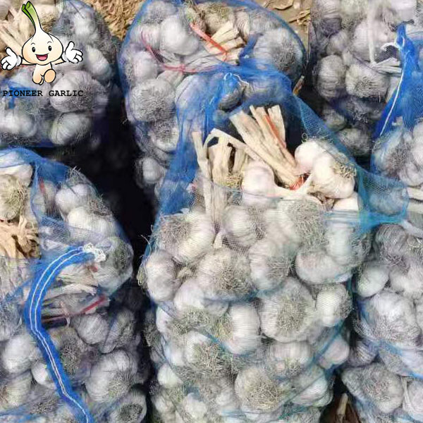 New Fresh White Garlic of 20kg mesh bag Garlic Producer Pure White Fresh Garlic with root
