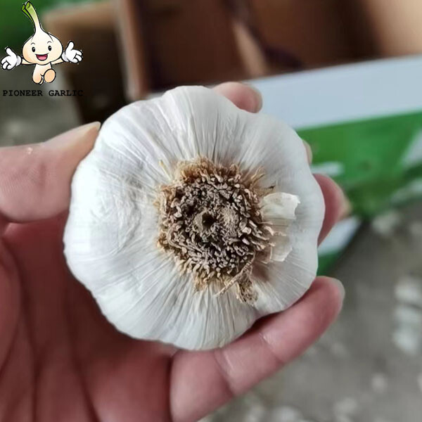 New fresh white natural garlic China Wholesale Fresh Pure White Garlic with root