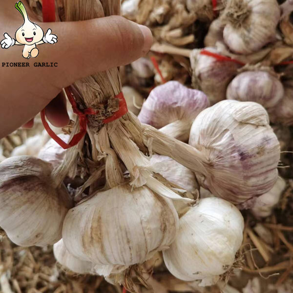 Fresh Vegetables Wholesale Import China 2023 crop Garlic with root