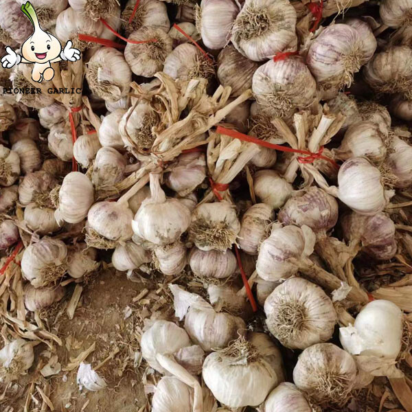 New Fresh White Garlic of 20kg mesh bag Garlic Producer Pure White Fresh Garlic with root