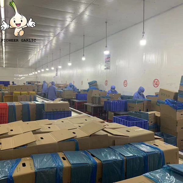 Exportación de bolsa llena de nitrógeno de cebolla pelada fresca de alta calidad