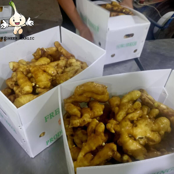 High Quality Fresh Ginger From CHINA 2023 Fresh Ginger Export