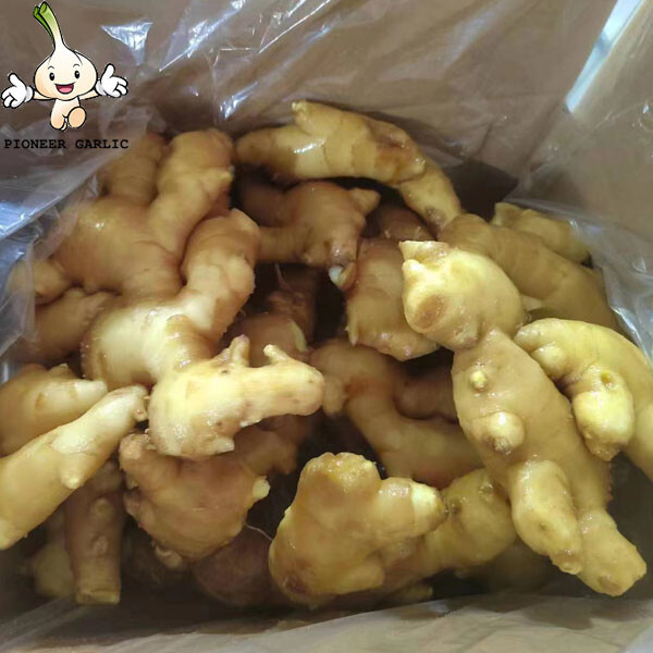 HIGH QUALITY FRESH GINGER FROM CHINA