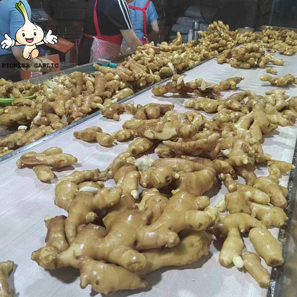 HIGH QUALITY FRESH GINGER FROM CHINA