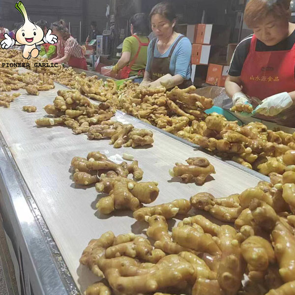 HIGH QUALITY FRESH GINGER FROM CHINA