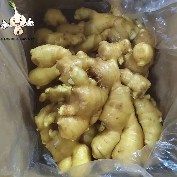 HIGH QUALITY FRESH GINGER FROM CHINA