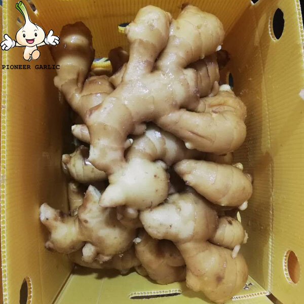 Good quality bulk fresh ginger market price per ton wholesale gingerbuyers for buy  gingerexport from China
