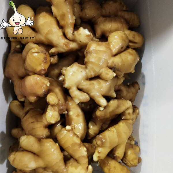 Good quality bulk fresh ginger market price per ton wholesale gingerbuyers for buy  gingerexport from China