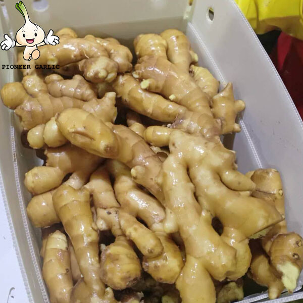 High Quality Fresh Ginger From CHINA 2023 Fresh Ginger Export