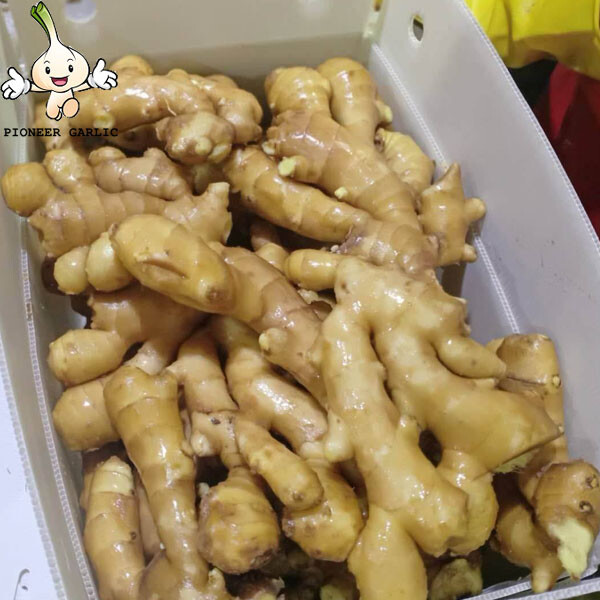 Good quality bulk fresh ginger market price per ton wholesale gingerbuyers for buy  gingerexport from China