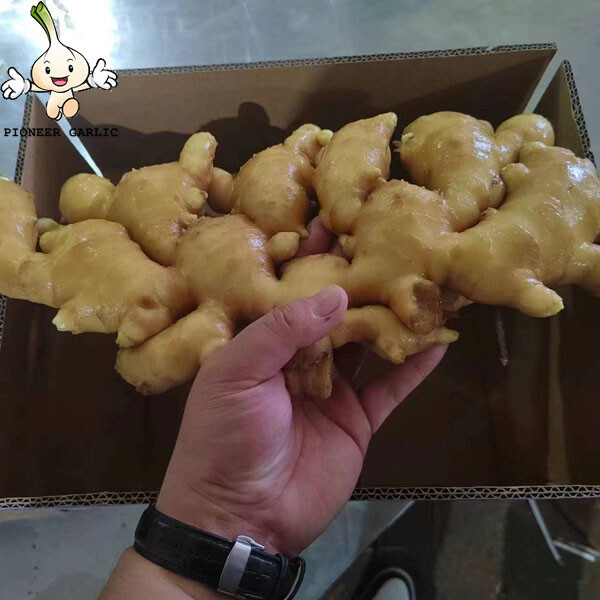 HIGH QUALITY FRESH GINGER FROM CHINA