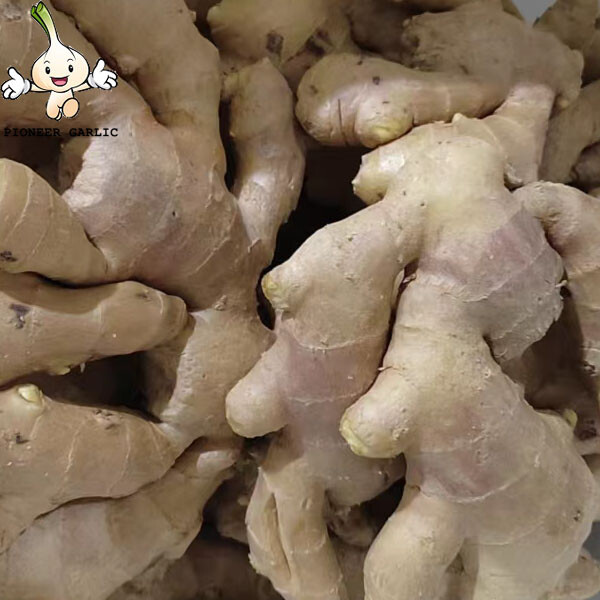 Good quality dried bulk fresh ginger market price per ton wholesale