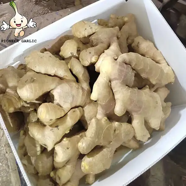 Good quality dried bulk fresh ginger market price per ton wholesale