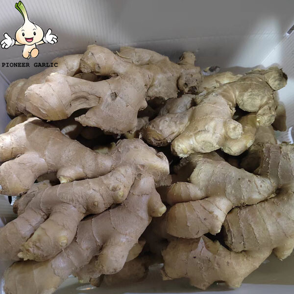 Market Price Per Ton Wholesale High Quality Dried Ginger Ginger For Export In China Ginger