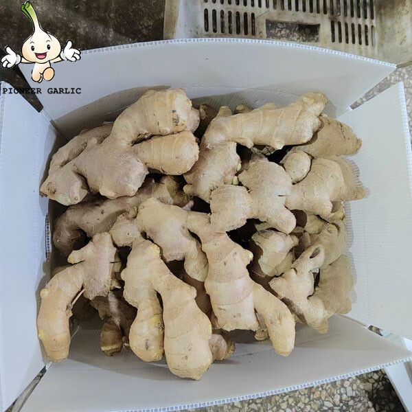 High quality dried fresh ginger wholesale Ginger