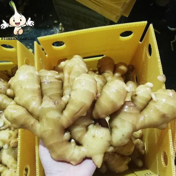 2023 Fresh Ginger from Shandong China