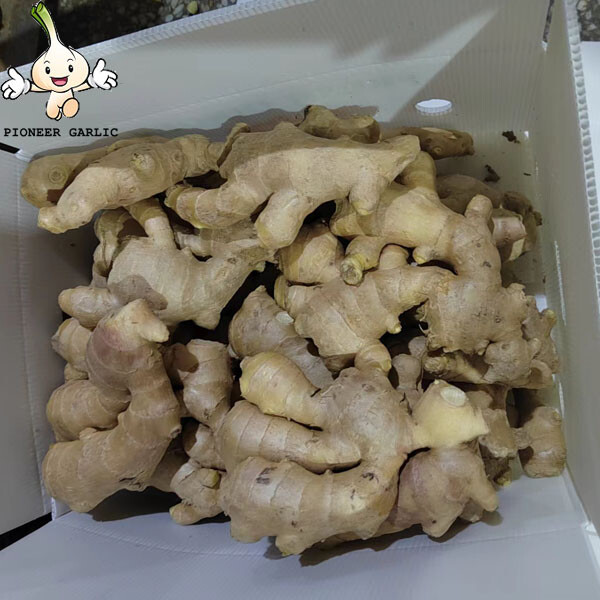New crop fresh ginger fresh air-dried ginger and young ginger wholesale export