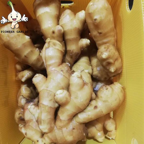 2023 Fresh Ginger from Shandong China