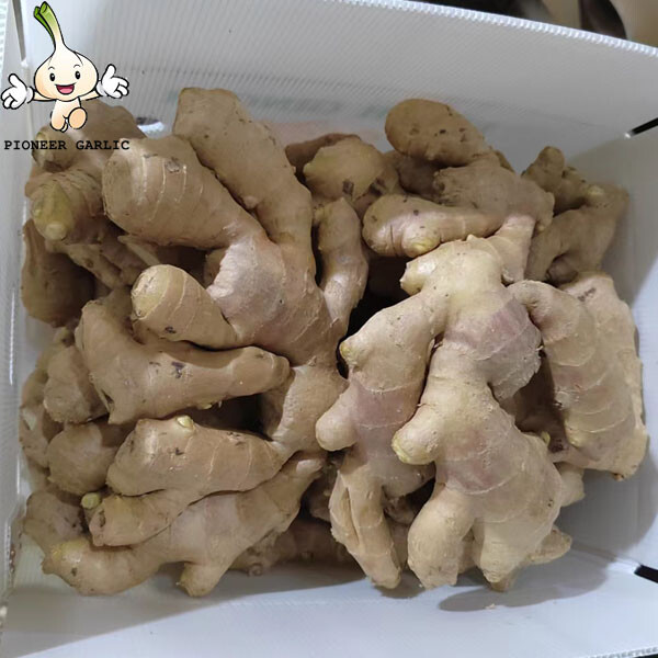 Good quality dried bulk fresh ginger market price per ton wholesale