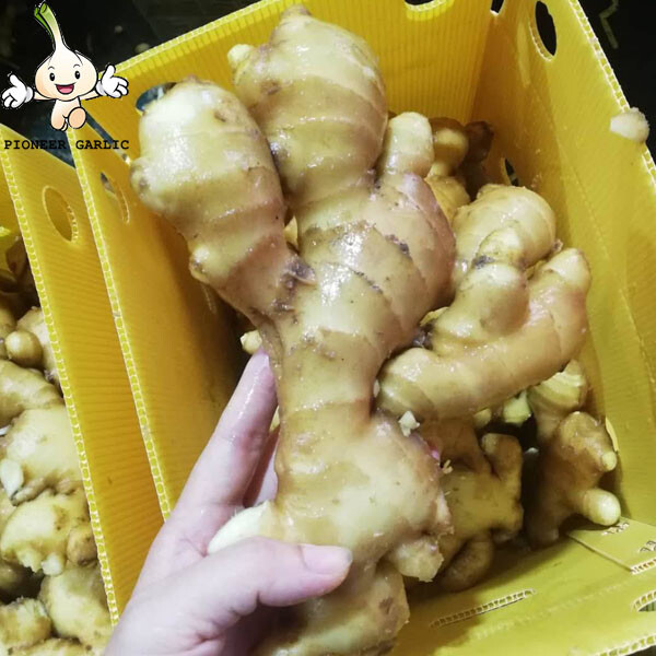 2023 Fresh Ginger from Shandong China