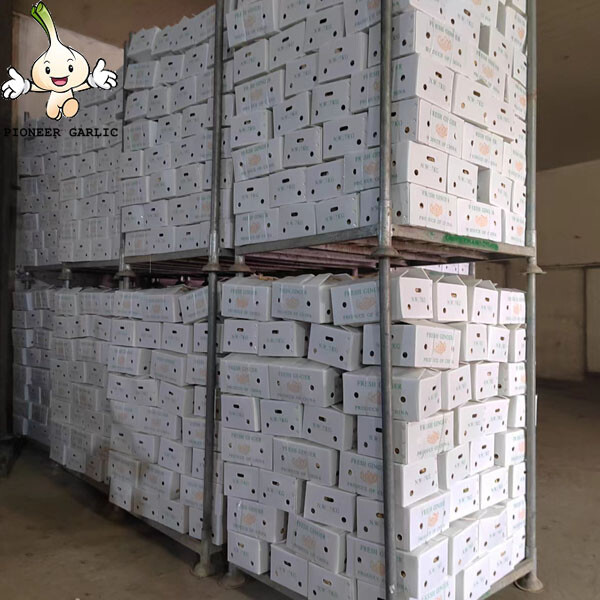 High quality dried fresh ginger wholesale Ginger