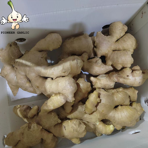 Market Price Per Ton Wholesale High Quality Dried Ginger Ginger For Export In China Ginger